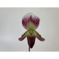 Paphiopedilum callosum 'sublaeve'