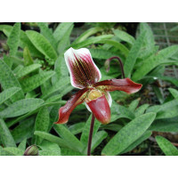 Paphiopedilum Capablanca