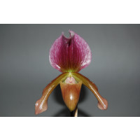 Paphiopedilum charlesworthii x Maudiae coloratum