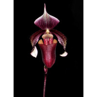 Paphiopedilum curtisii (Jgpfl.)