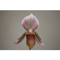 Paphiopedilum curtisii x Gowerianum