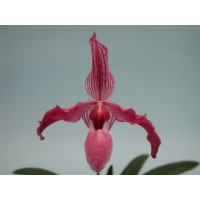 Paphiopedilum delenatii x Paph. gardnerii