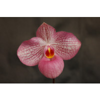 Paphiopedilum Magic Lantern