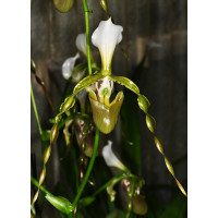 Paphiopedilum dianthum (Jgpfl.)