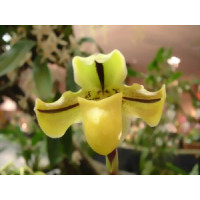 Paphiopedilum druryi (Jgpfl.)