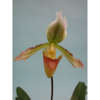 Paphiopedilum Calypso 'Flamingo'