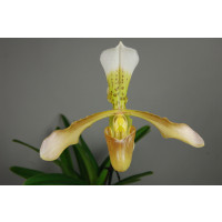 Paphiopedilum Goliath x haynaldianum