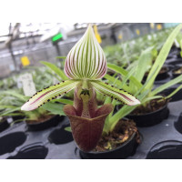 Paphiopedilum hennisianum