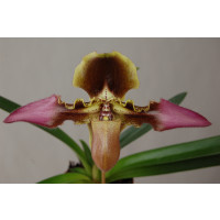 Paphiopedilum esquirolei (Selektion)