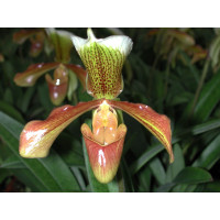 Paphiopedilum Kehler