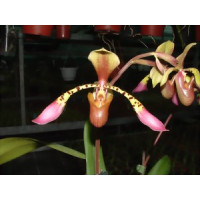 Paphiopedilum lowii (Jgpfl.)