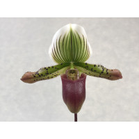 Paphiopedilum Garry Baker (1 Blütenstiel)