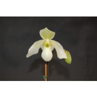 Paphiopedilum Deperle (1 Stiel)