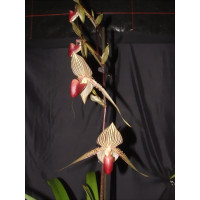 Paphiopedilum rothschildianum (Jgpfl.)