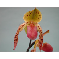 Paphiopedilum Stone Ground