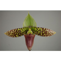 Paphiopedilum sukhakulii