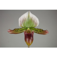 Paphiopedilum Via Quatal