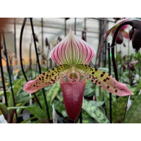 Paphiopedilum Maudiae 'Vinicolor' x P sukhakulii