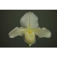 Paphiopedilum Whitemoore 'Norriton'