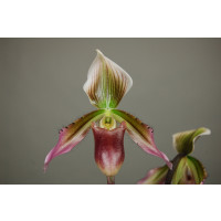 Paphiopedilum xSiamensis