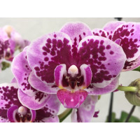 Phalaenopsis Rembrandt (2 Rispen)