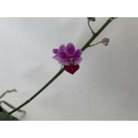 Phalaenopsis (pulcherrima x appendiculata) x Anna Larati Soekardi