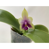 Phalaenopsis Samera Blue