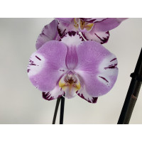 Phalaenopsis Art Nouveau (2 Rispen)