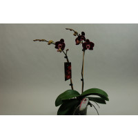 Phalaenopsis Elegant 'Debora'