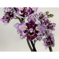 Phalaenopsis Sogo Mastermind 'Peloric' (2 Rispen)