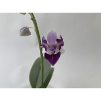 Phalaenopsis Mem. Val Rettig 'Peloric'