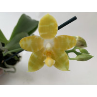 Phalaenopsis Yaphon Gem flava x Yaphon Yellow Bomb