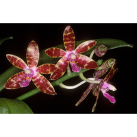 Phalaenopsis bastianii (Jgpfl.)