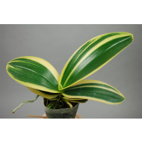 Phalaenopsis amabilis Art Leaf 'Yellow-Green'