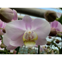 Phalaenopsis Angel Eyes (2 Rispen)