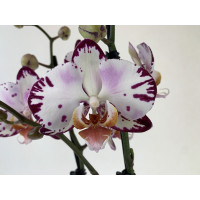 Phalaenopsis Bernadetta (2 Rispen)