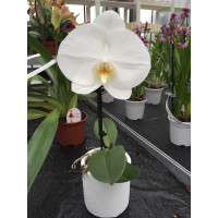 Phalaenopsis Big Singolo 'White' (1 Blüte, inkl. Übertopf)