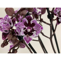 Phalaenopsis Blackberry 'Kizz' (2 Rispen)