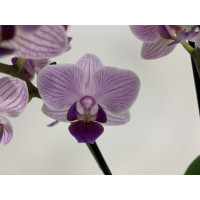 Phalaenopsis Blue Vivien (2 Rispen)