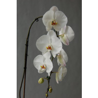 Phalaenopsis Elegant 'Cascade' 