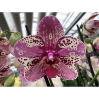 Phalaenopsis Frontera (2 Rispen)