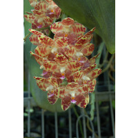 Phalaenopsis gigantea (blühstark)
