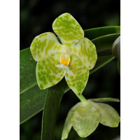 Phalaenopsis gigantea 'alba' (Jgpfl.)