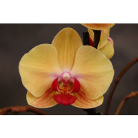 Phalaenopsis Golden Beauty (2 Rispen)
