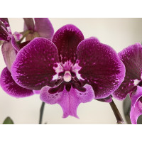 Phalaenopsis Hot 'Kizz' (2 Rispen)