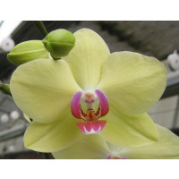 Phalaenopsis Jamaica (3 Rispen)