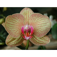 Phalaenopsis Hybride (Jungpfl.)