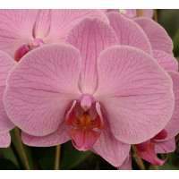 Phalaenopsis Hybride