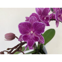 Phalaenopsis Inspector Clouseaud (2 Rispen)