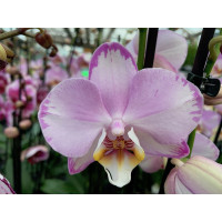 Phalaenopsis Le Vante (2 Rispen)